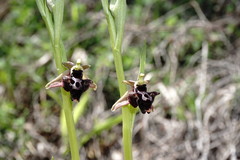 Ophrys aghemanii
