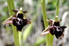 Ophrys aghemanii