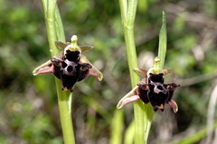 Ophrys aghemanii