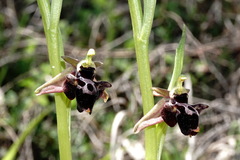 Ophrys aghemanii