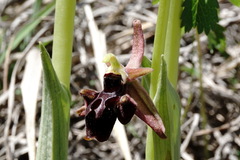 Ophrys aghemanii