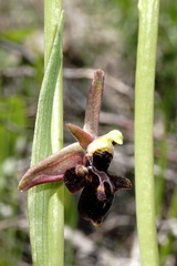 Ophrys aghemanii