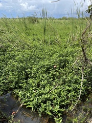 Tripogandra serrulata