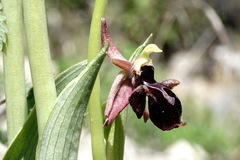 Ophrys aghemanii