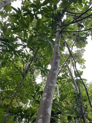 Sapium laurocerasus