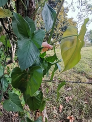 Philodendron hederaceum