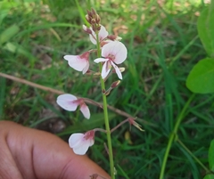 Desmodium affine