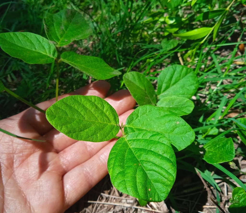 Desmodium affine