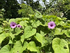 Ipomoea tiliacea