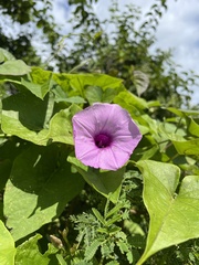 Ipomoea tiliacea