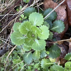 Saxifraga spathularis