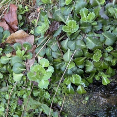 Saxifraga spathularis