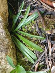 Hyacinthoides lingulata