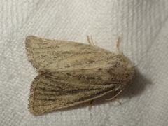 Photedes fluxa
