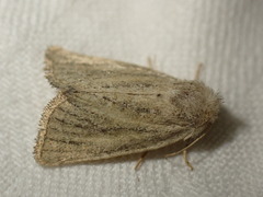 Photedes fluxa