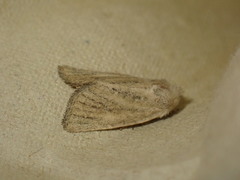 Photedes fluxa