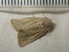 Photedes fluxa