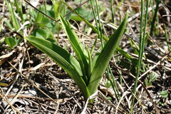 Dactylorhiza iberica