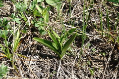 Dactylorhiza iberica