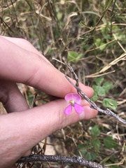 Phaseolus filiformis