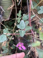 Phaseolus filiformis