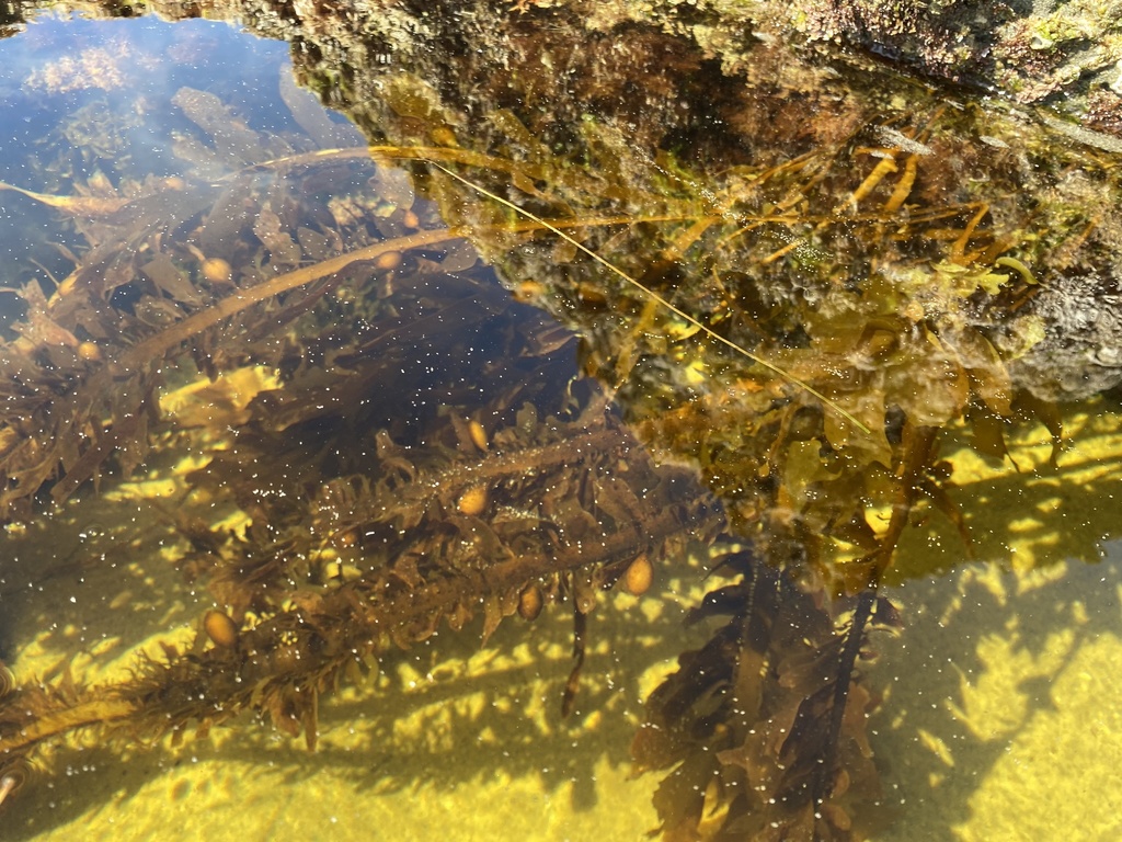 Feather Boa Kelp from North Pacific Ocean, CA, US on February 26, 2022