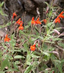 Erythranthe verbenacea