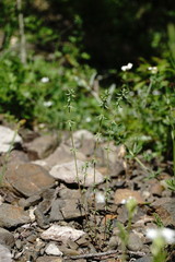 Galium verticillatum