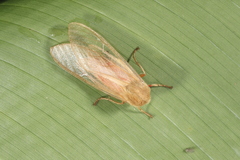 Pseudohemihyalea asignata