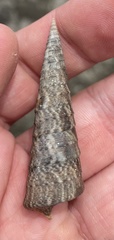 Turritella banksii