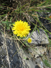 Hypochaeris radicata