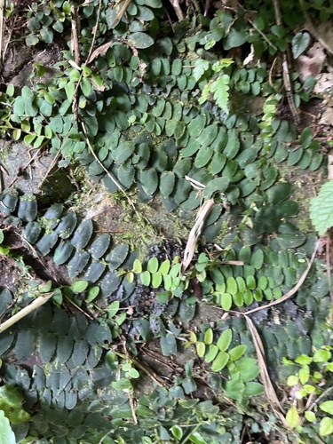 Bejuco de lira (Marcgravia rectiflora)