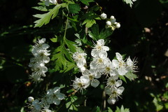 Crataegus stevenii