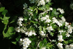 Crataegus stevenii