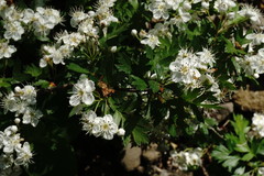 Crataegus stevenii