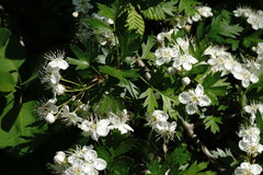 Crataegus stevenii