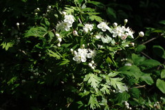 Crataegus stevenii