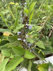 Calopogonium caeruleum
