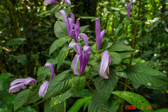 Poikilacanthus macranthus