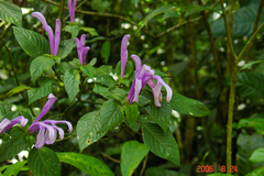 Poikilacanthus macranthus