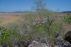 Ficus obliqua