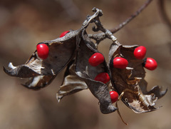 Abrus precatorius precatorius