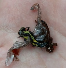 Octogomphus specularis