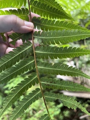 Cyathea borinquena