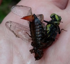 Octogomphus specularis