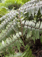 Cyathea borinquena