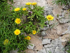 Calendula suffruticosa algarbiensis