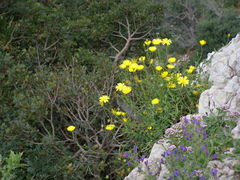 Calendula suffruticosa algarbiensis