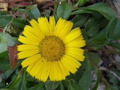 Calendula suffruticosa algarbiensis