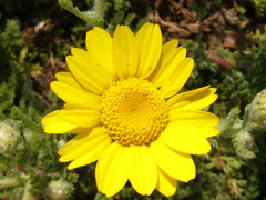 Anacyclus radiatus